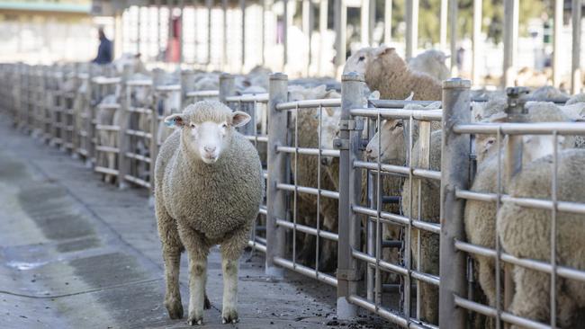 Lamb prices are holding on as southern processors look to find numbers after a poor season in parts of southeastern Australia. Picture: Zoe Phillips