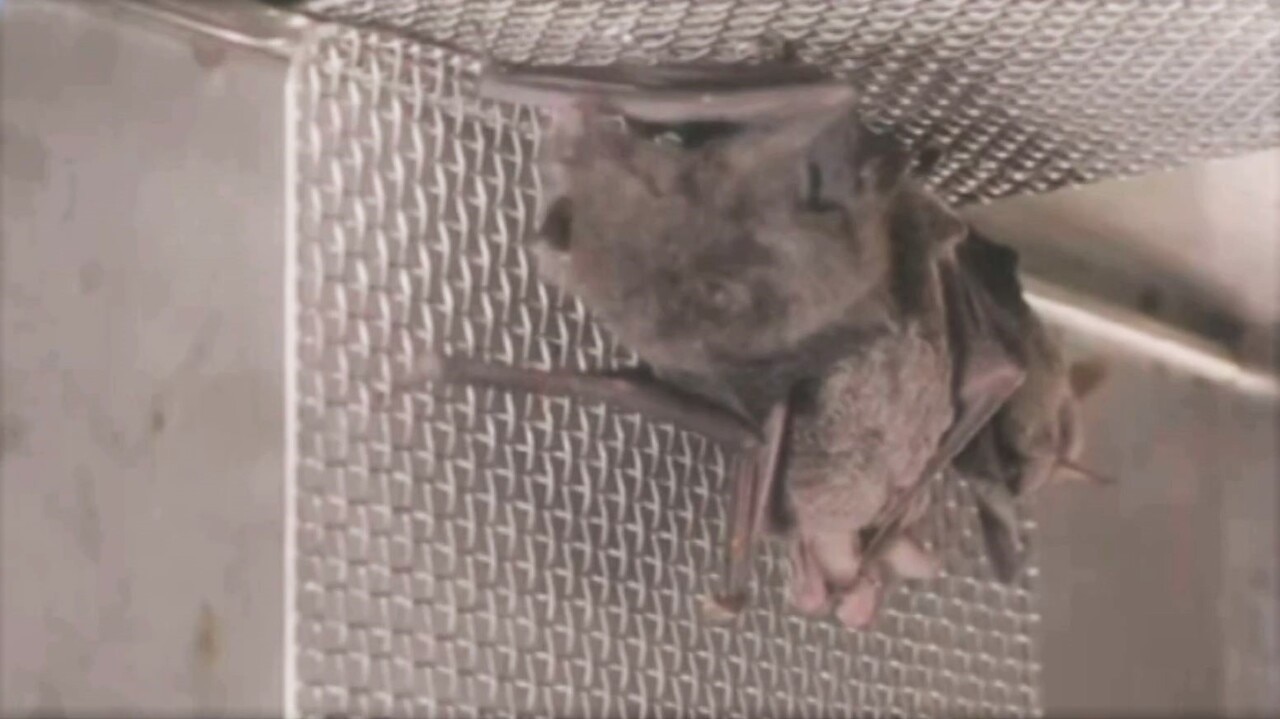 Wuhan bat video shows much of pandemic origin information was ‘Chinese disinformation’