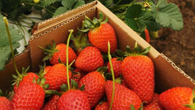 A joint study by Unions NSW and the Migrant Workers Centre in Victoria found 78 per cent of horticulture workers said they were underpaid.