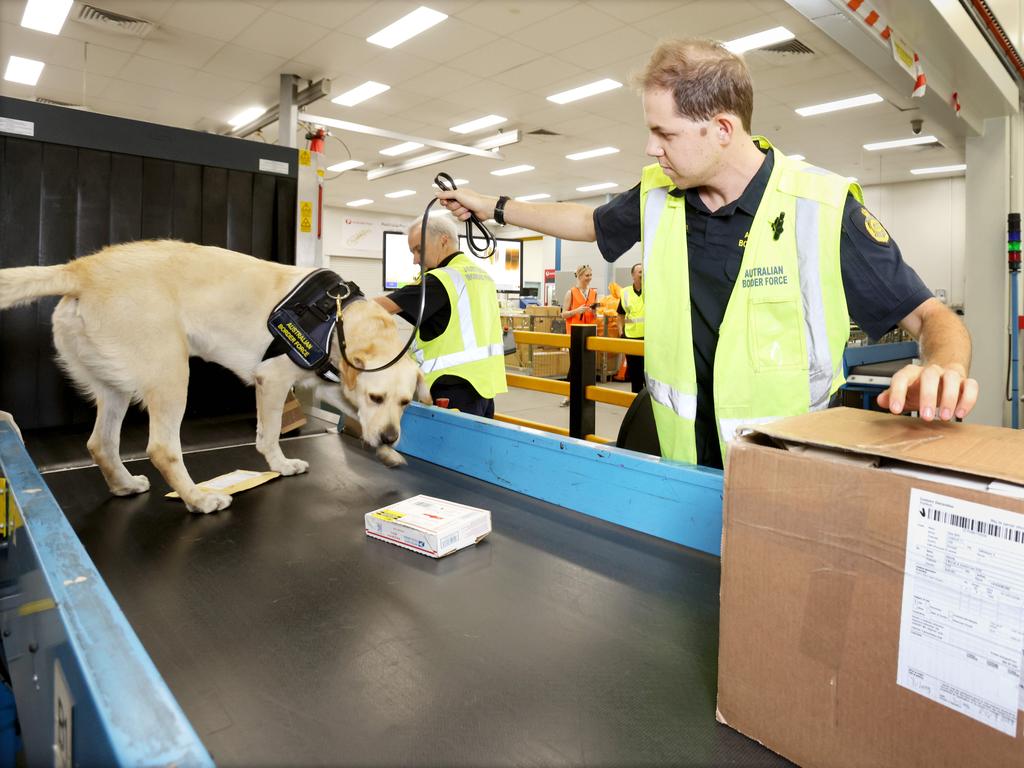 Border Force drug detection dog Vander with handler Andrew. Picture: Steve Pohlner