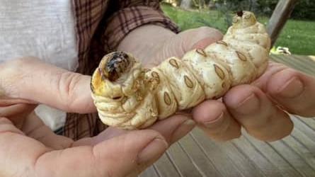 Rodney Llewelyn with a wattle goat moth grub on the south coast of NSW.