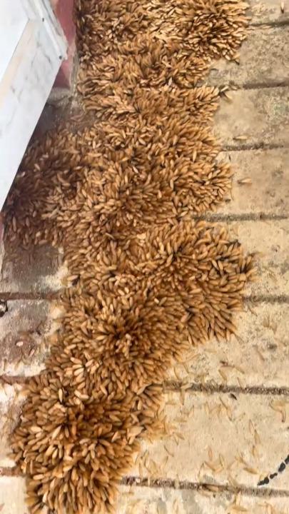Resident shocked by thousands of winged termites outside her home