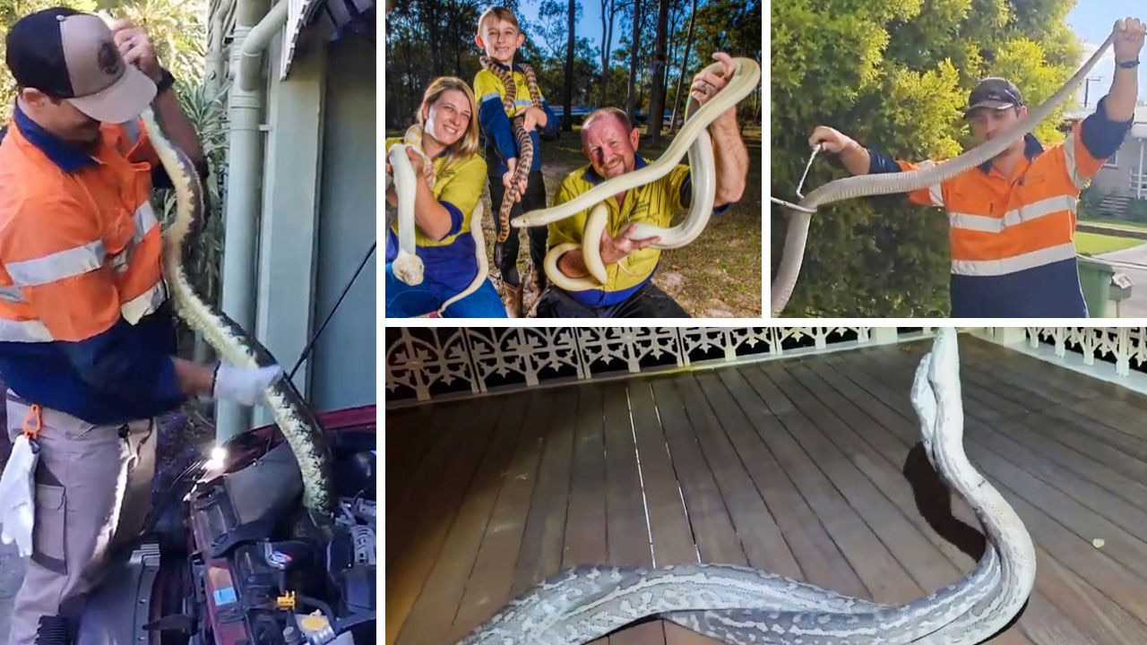 ‘I’ve been bitten 1000 times’: snake catcher reveals near death moments