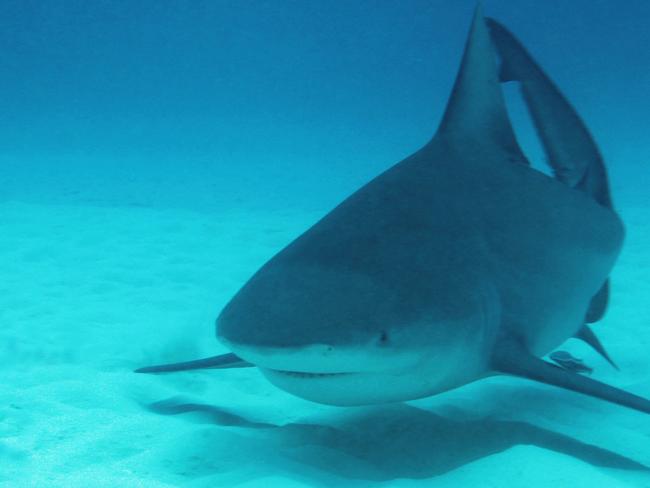 Bull Sharks are inquisitive by nature but can also be aggressive.