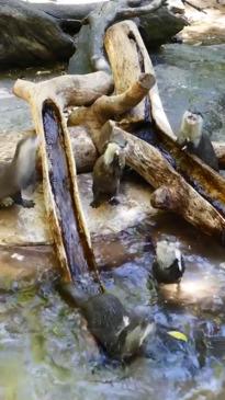 Otters are captivated by new installation at Adelaide Zoo