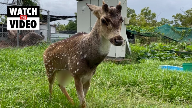 Berry Springs Tavern deer Elliot is one lonely boy