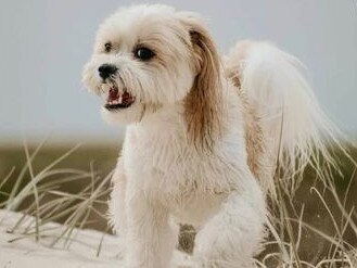 Gold Coast's cutest dogs: Boston. Submitted by Billie Jay.