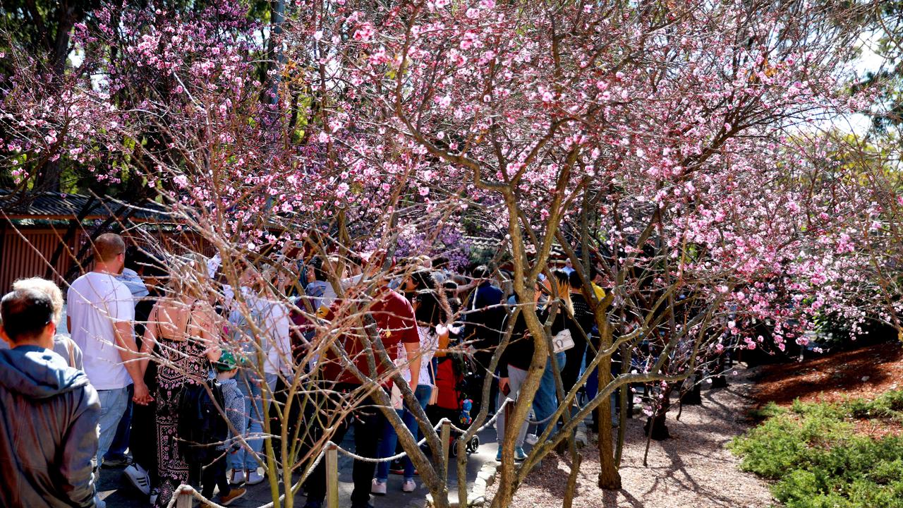 The crowd enter the cherry blossom walk at the Cherry Blossom Festival in Auburn. (AAP IMAGE / Angelo Velardo)