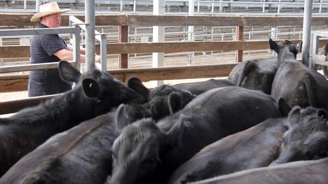 Gippsland agent Terry Ginnane, Nutrien Leongatha said the season will determine cattle rates this spring.