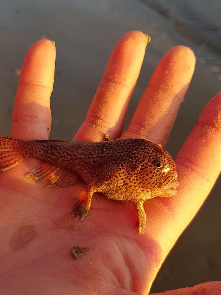 The rescuer captured the scale of the tiny creature before helping it start its journey home. Picture: Supplied