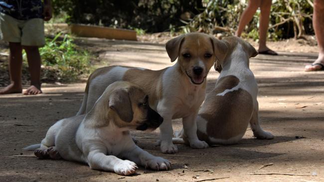 Archie, Bingo, and a nameless puppy joined the Parsons family for a four-day roadtrip to Katherine. Picture: Sierra Haigh