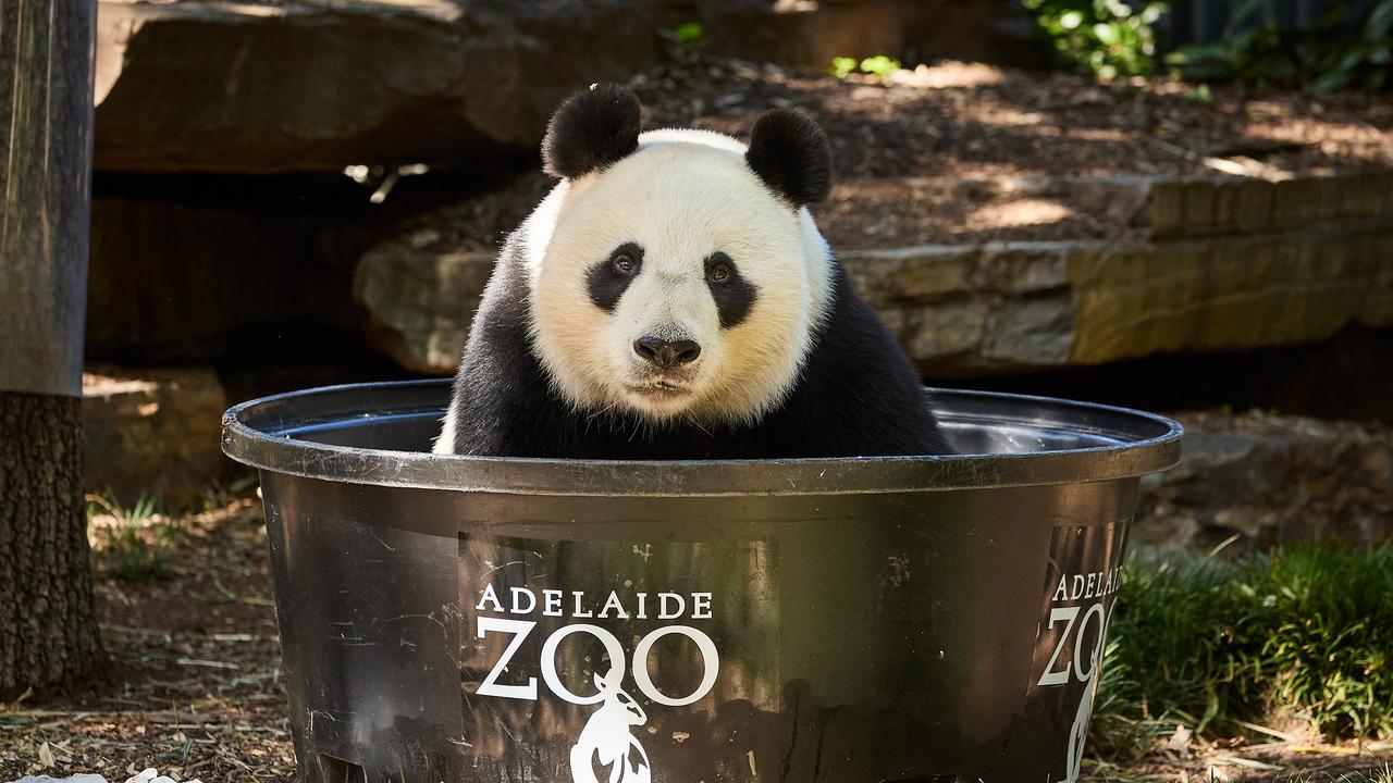 Wang Wang, the panda enjoying an ice pool at the Adelaide Zoo on Tuesday. Picture: Matt Loxton