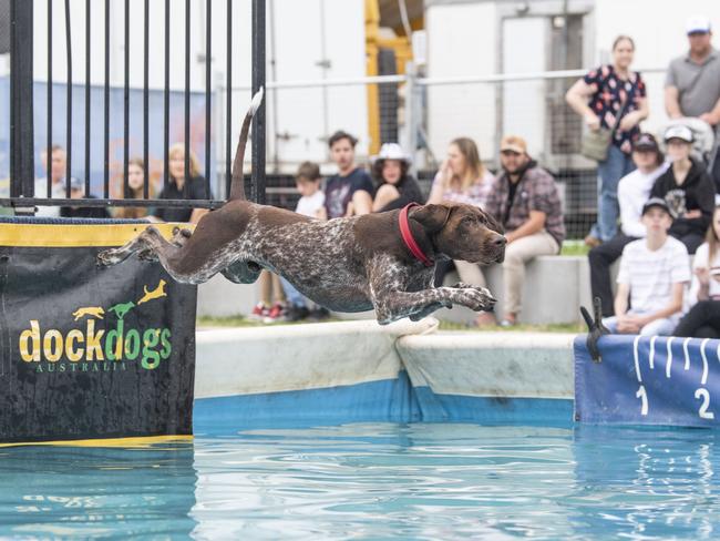 Morgan Rae's Yogi competes in dock dogs. Toowoomba Royal Show. Saturday, April 1, 2023. Picture: Nev Madsen.