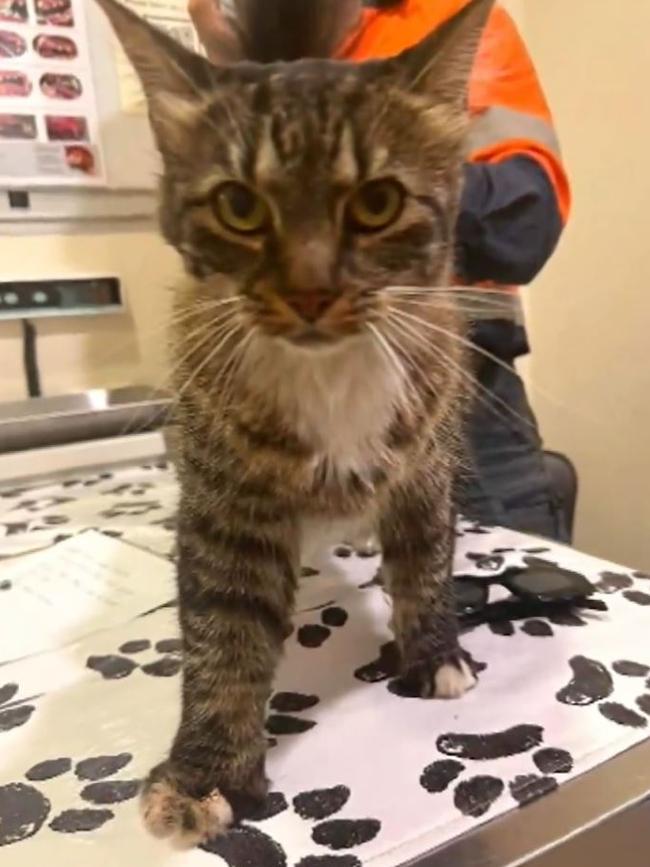 Luna needs to have part of her leg amputated. Picture: NINE NEWS