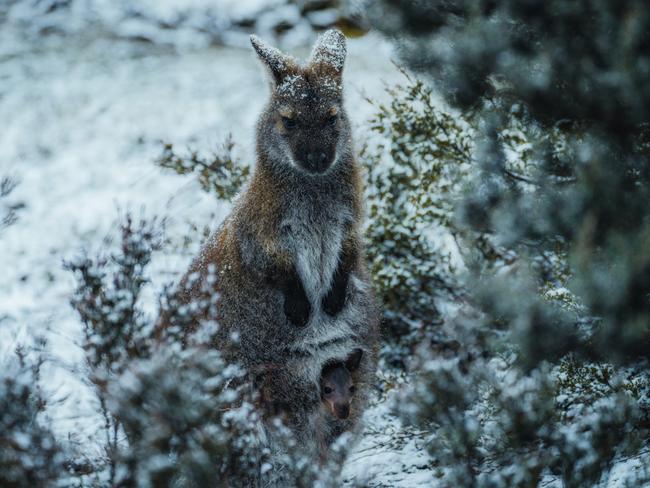 A wallaby in the snow on Cradle Mountain. Picture: Jason Charles Hill