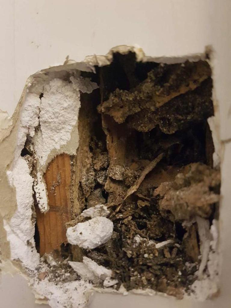 Pegasus Environmental Pest Control &amp; Termite Management has snapped photos of termite damage at homes across the Gold Coast.