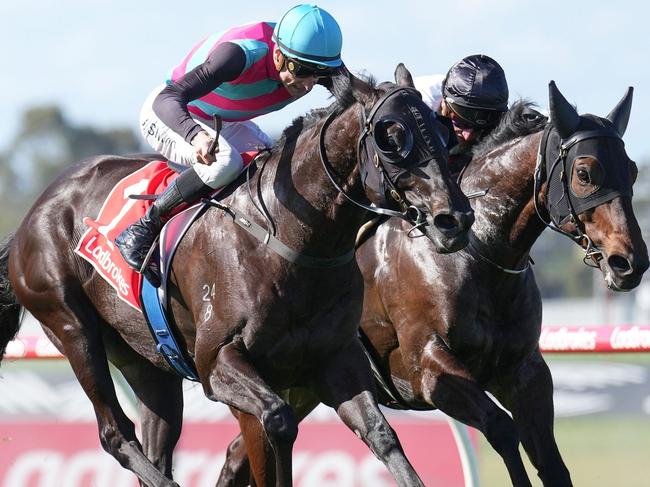 Antino (NZ) ridden by Blake Shinn wins the Ladbrokes Sandown Stakes at Ladbrokes Park Hillside Racecourse on October 01, 2023 in Springvale, Australia. (Photo by Scott Barbour/Racing Photos via Getty Images)