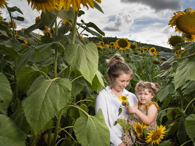 Grace Nickson and daughter Aria Nickson at Lilyvale Flower Farm picking sunflowers, Saturday, February 1, 2025. Picture: Kevin Farmer