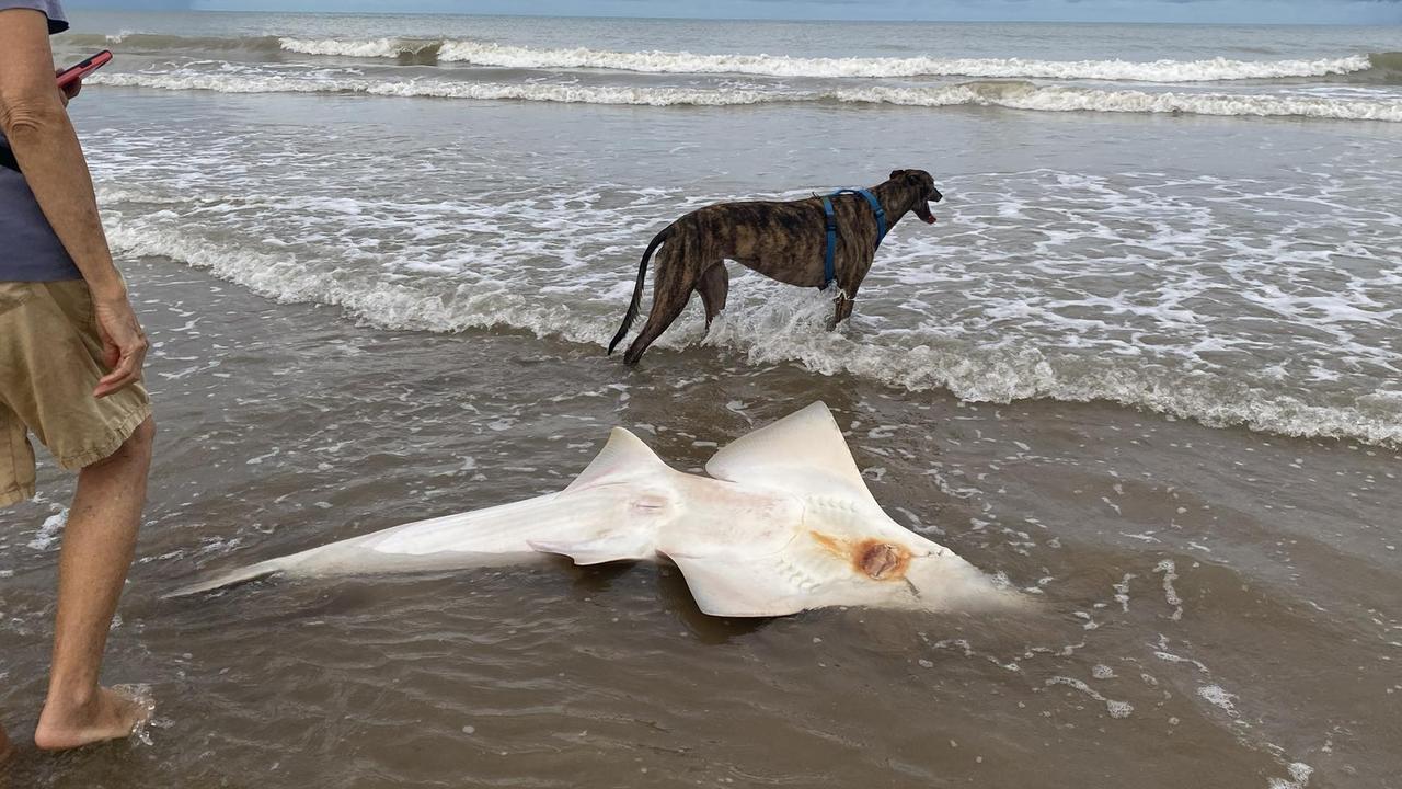 ‘Extremely rare’ sea creature washes up on Top End beach