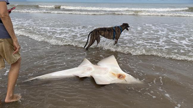 A rarely seen marine species, the Bottlenose Wedgefish (Rhynchobatus australiae), was recently discovered stranded on Casuarina Beach at Casuarina Coastal Reserve. Picture: Supplied.