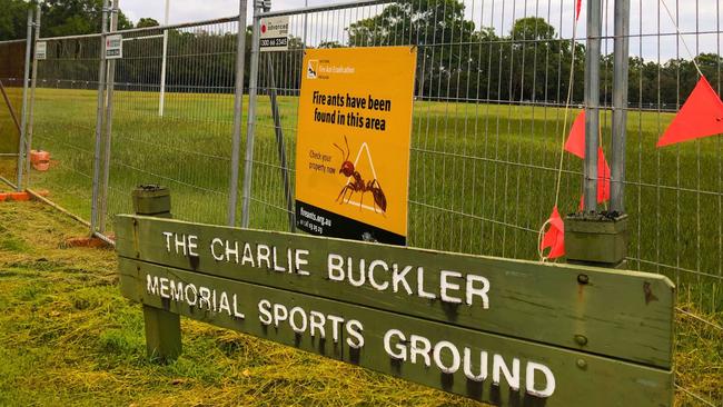 Redland Cyclones Rugby Club grounds have been infested with fire ants. Pictures: JUDITH KERR