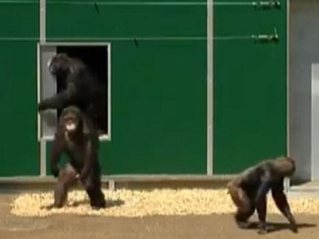 New dawn... The chimps in Austria leave their enclosure for the first time in 30 years.