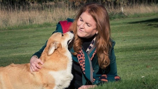 Sarah Ferguson now cares for Her Majesy's beloved corgis.