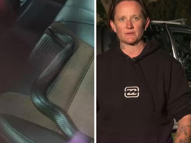 A red belly black snake has made a home in a Newcastle woman's ute. Picture: Supplied