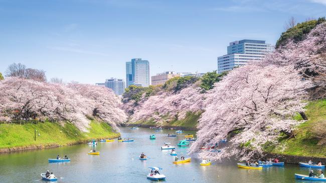 Richard Weston-Smith’s travel tales take readers to Tokyo in cherry blossom season.