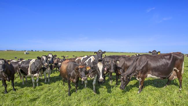 Yambuk Dairy has hit the market.