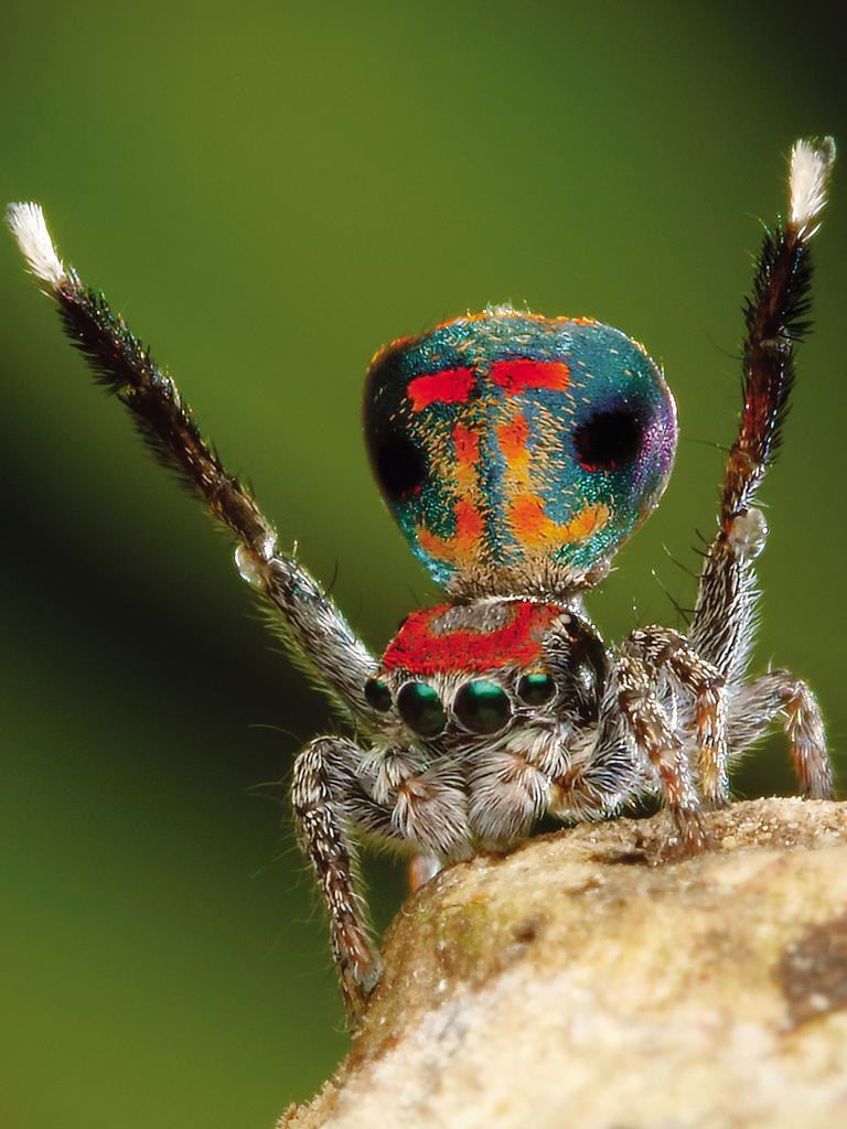 Big show on a small scale -Male Peacock Jumping Spiders are tiny, about 5 millimetres long (1/10 inch). Yet what they lack in size they make up for with colour and show. This male (Maratus amabilis) is displaying to a female, holding his abdomen aloft and extending flaps of skin on the sides to expand his fantastic display. Males of each of the various species have a unique pattern and colour scheme which, when combined with distinct dance moves, aids the females to not only identify their mates but also to judge their fitness. An image from the book, Minibeasts by Alan Henderson. Picture: Minibeasts/Alan Henderson Minibeasts, is available from www.exislpublishing,com and wherever incredible books are sold.