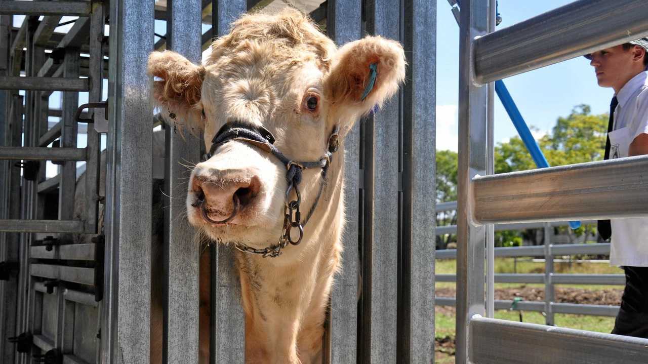 School Cattle Club granted brand new yards | The Courier Mail