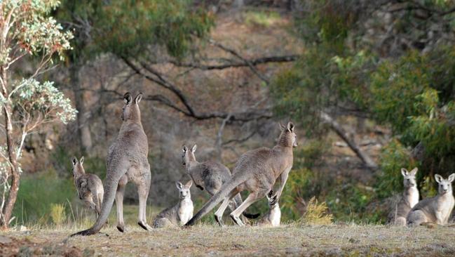 Mobs of kangaroos are a huge attraction at the Zumsteins picnic area.