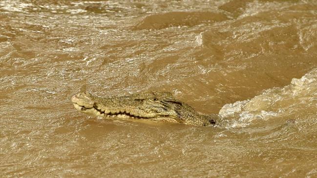 A saltwater crocodile spotted swimming in flood waters in Palm Creek, south of Ingham. Picture: Evan Morgan