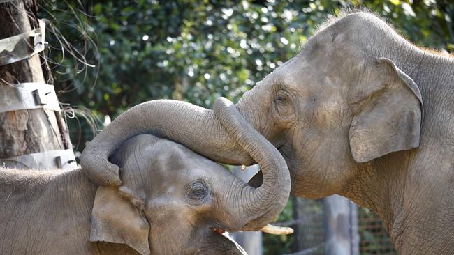 Melbourne Zoo does not want visitors who “live with livestock”, to minimise the risk of a foot and mouth disease outbreak. Picture: David Caird