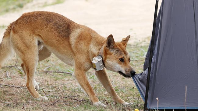 A brazen dingo attacking a tent at an Eli camp site on K’gari. Picture: Liam Kidston