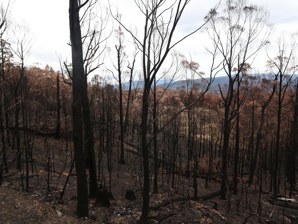 Trees ravaged by bushfire on Frypan Rd, Glen Huon. Picture: LUKE BOWDEN