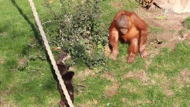 Orangutans Form 'Special Bond' With Otters at Belgian Zoo | Herald Sun