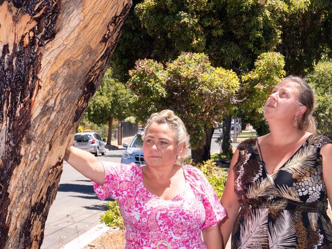 January 31, 2025:  Photo L-R: Michael, Karen and Mandy, residents surrounding a tree in Brighton that has been filled with poison by a mystery offender.  Picture: Tim Joy*Darren (journo) has surnames*