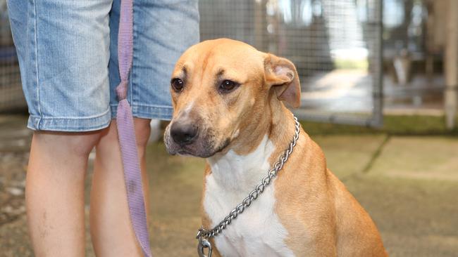 A stock image of a tan and white staffy.