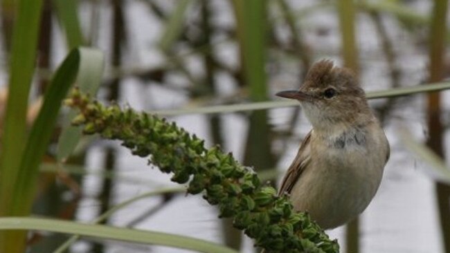 Reed warbler: ‘Our ideas are part of the eco­system we inhabit.’