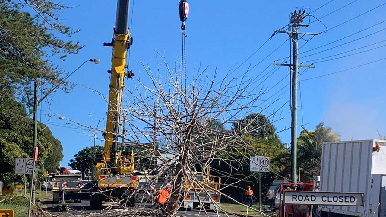 The towering Norfolk Island pine on Main St, Alstonville is being removed due concerns regarding safety and the surrounding power network. Essential Energy started work at 7.30am and are expected to finish by 3.30pm. Photo: Javier Encalada. Picture: Javier Encalada