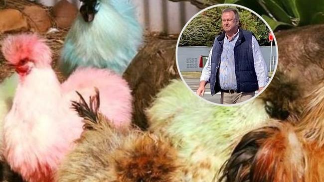 Peter Smith charged with animal cruelty after police allege he plucked a much-loved chicken from an exhibit at Oakvale Wildlife Park in January 2024 and threw it into an alligator enclosure where it was killed.