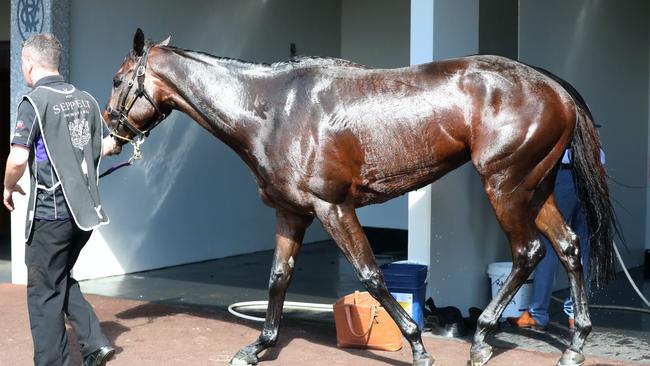 Winx gets a wash after winning the Turnbull Stakes. Picture: Alex Coppel