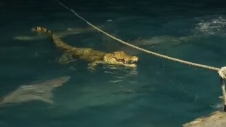 Jessie Leigha shared footage of the moment a shiver of sharks circled a lone crocodile.