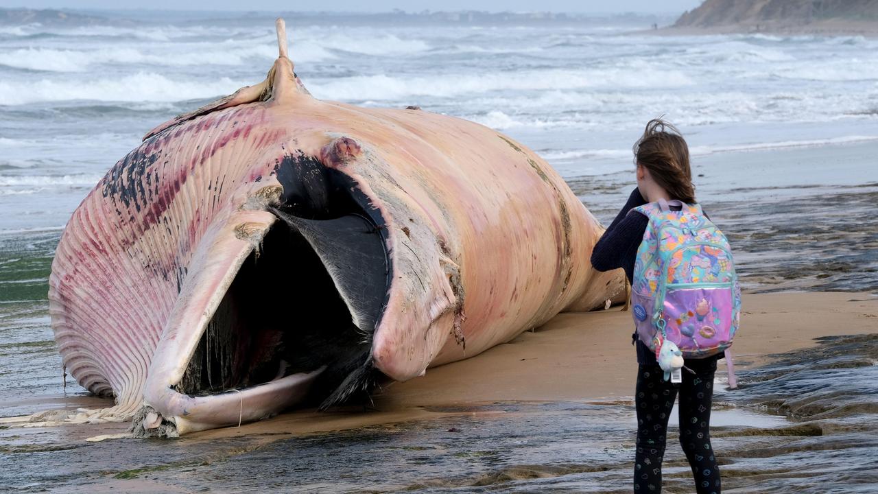 A girl holds her nose from the stench of the carcass. Picture: Mark Wilson