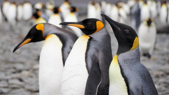 King Penguins in Salisbury Plain in South Georgia Antarctica. Picture: iStock