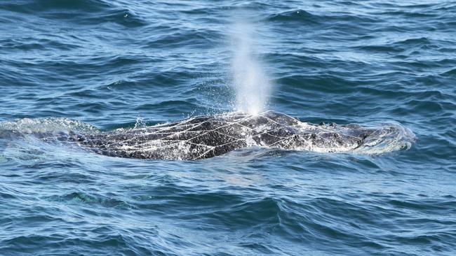 A humpback whale calf entangled in shark nets off the Gold Coast. Pic: Seapix