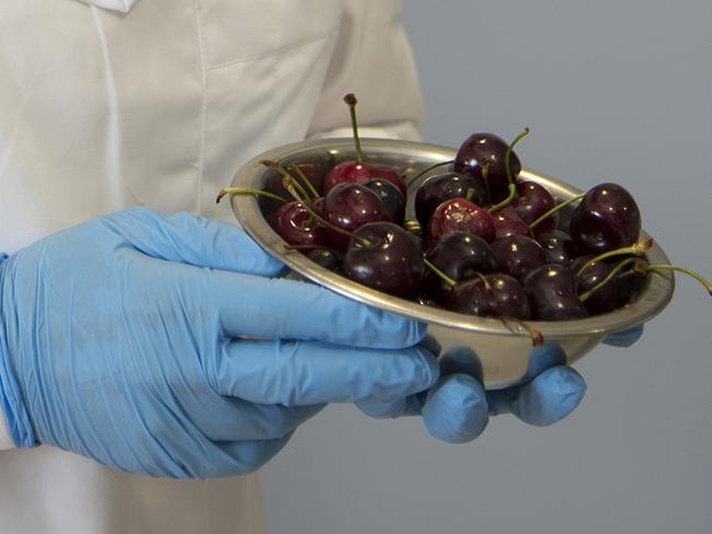 Melanie Blackhall from the University of Tasmania’s Faculty of Health is researching the health benefits of cherries. Picture: SUPPLIED