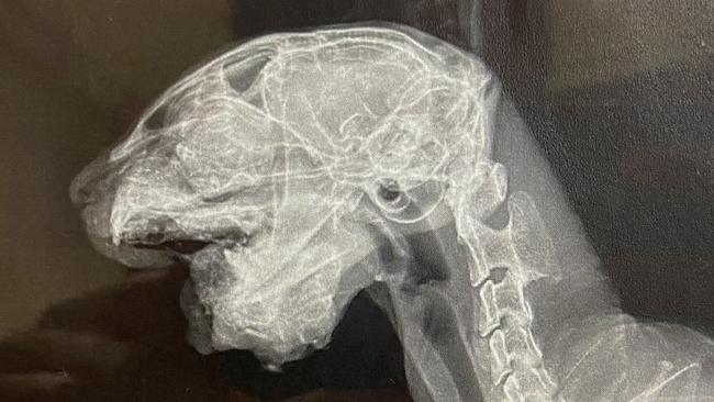 An x-ray of Felicia the cat.